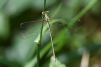 Lestes barbarus