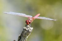 Sympetrum fonscolombii
