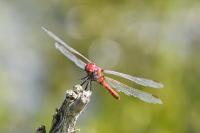 Sympetrum fonscolombii