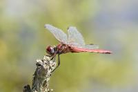 Sympetrum fonscolombii