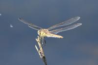 Sympetrum fonscolombii