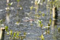 Sympetrum fonscolombii