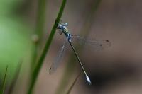 Lestes dryas