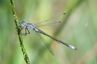 Lestes dryas