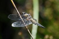 Libellula quadrimaculata