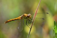 Sympetrum sanguineum