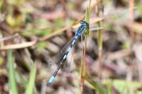 Coenagrion scitulum