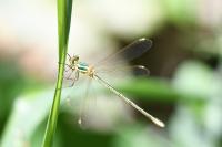 Lestes barbarus
