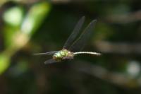 Somatochlora metallica