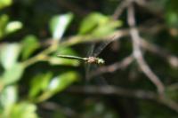 Somatochlora metallica