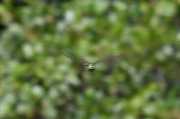 Somatochlora metallica