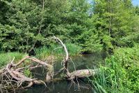 Somatochlora metallica