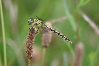Onychogomphus forcipatus