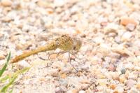 Sympetrum meridionale