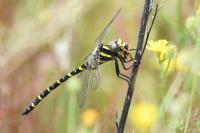 Cordulegaster boltonii