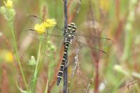 Cordulegaster boltonii