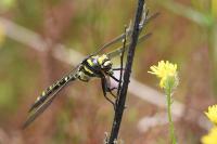 Cordulegaster boltonii