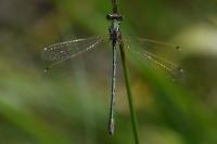 Lestes barbarus