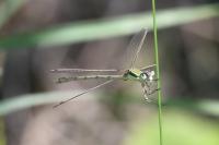 Lestes barbarus
