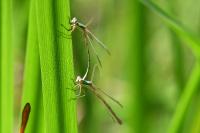Lestes barbarus