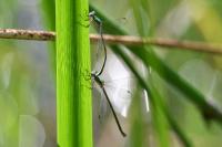 Lestes virens
