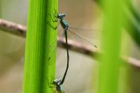 Lestes virens