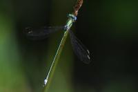 Lestes virens