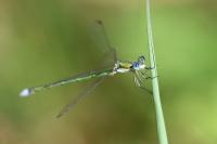 Lestes virens