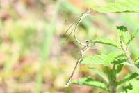 Lestes barbarus