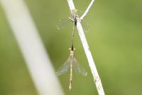 Lestes barbarus