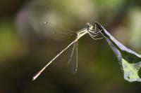 Lestes barbarus