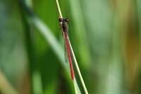Ceriagrion tenellum