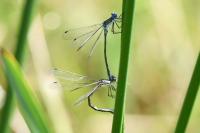 Lestes dryas