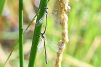 Lestes dryas