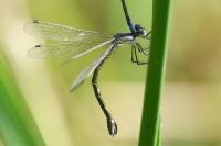 Lestes dryas