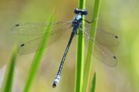 Lestes dryas