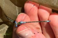 Lestes dryas