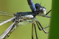 Lestes dryas