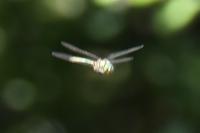 Somatochlora metallica