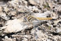 Orthetrum brunneum