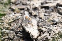Orthetrum brunneum