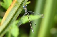 Lestes dryas