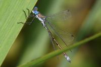 Lestes dryas