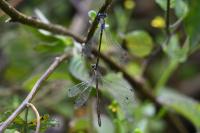 Lestes dryas