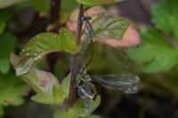 Lestes dryas