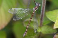 Lestes dryas