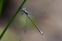 Lestes dryas