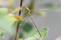Lestes barbarus