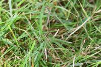 Lestes barbarus