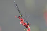Erythromma viridulum